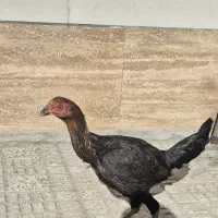 مرغ لاری و خروس محلی هر دو جوان