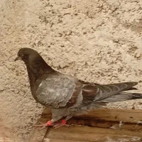 کبوتر تعداد|پرنده|ابهر, |دیوار