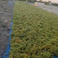 با سلام خریدار انگور .درهم