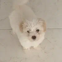 واگذاری سگ پودل همراه باشناسنامه