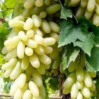 نهالستان پالیز دارای ارقام متنوع نهال دیرگل|خدمات باغبانی و درختکاری|صالح آباد, |دیوار