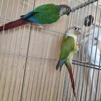 گرینچیک و عروس هلندی