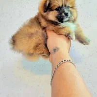 پامر خرسی عروسکی|سگ|اصفهان, پینارت|دیوار