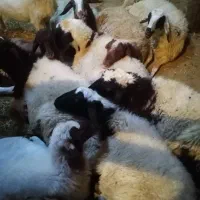 گوسفند داشتی