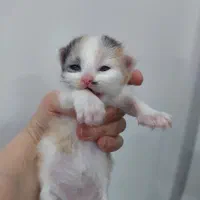 میکس بریتیش گربه