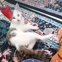 بچه گربه پسره و بامزه ملوس