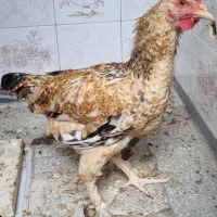 خروس