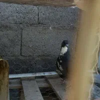 سیاه رسمی،سوردم سفید ماده