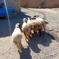 گوسفند کاور ماده