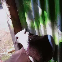 طوقماده|پرنده|رودبنه, |دیوار