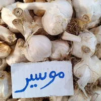موسیر برا غذا و بذری برا کاشت