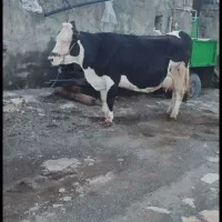 گاو سیمنتال