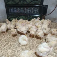 نیمچه مرغ گوشتی