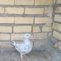 سار کاکلی ماده