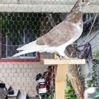 کبوتر پرشی نر ماده گرگی ابلغ