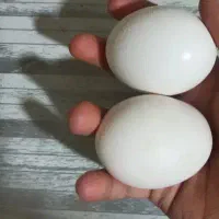 تخم مرغ محلی