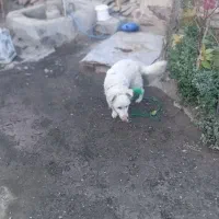 پاکوتاه