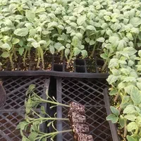 *نشا*|گل و گیاه طبیعی|بندرعباس, |دیوار