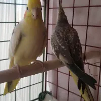 دوعدد عروس هلندی نر ماده ویک جفت مرغ عشق