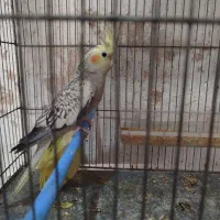 عروس هلندی