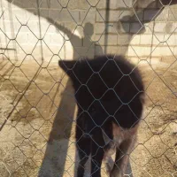 سگ ژرمن شپرد