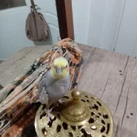 عروس هلندی