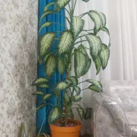 گل دیفن خیلی زیبا
