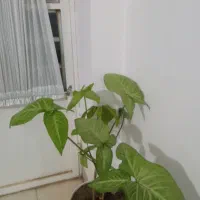 گل و گیاه|گل و گیاه طبیعی|نیشابور, شهید بهشتی|دیوار