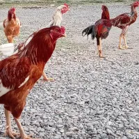 خروس چابهار