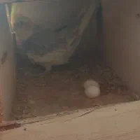 عروس هلندی|پرنده|بندر کنگان, |دیوار