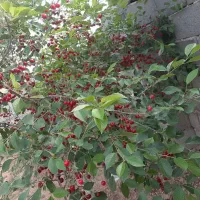 باغ ویلایی امان اباد