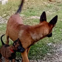 واگذاری مالینیوز ماده