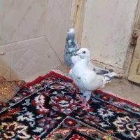 اسباب بازی کبوتر ۲ تا|اسباببازی بچه|زابل, |دیوار