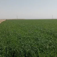 چاه عمیق و زمین کشاورزی|فروش دفتر صنعتی، کشاورزی، تجاری|چناران, |دیوار