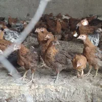 نیمچه مرغ و خروس|حیوانات مزرعه|تهران, ابوذر|دیوار
