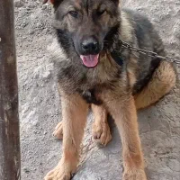 ژرمن نر فروش فوری