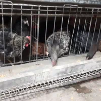 فروش خروس محلی|حیوانات مزرعه|تالش, هشتپر|دیوار