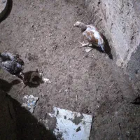 15عدد جوجه محلی