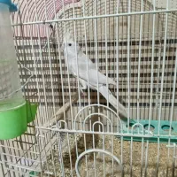 عروس هلندی|پرنده|کرمان, |دیوار