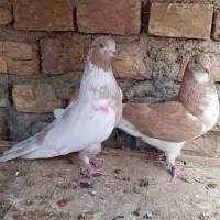 15 عدد کفتر پرشی ساعت سنگین .|پرنده|اردکان, |دیوار