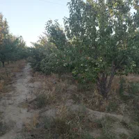 باغ محسن اباد شلنگرد