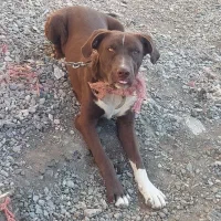 سگ پیت بول تریرآمریکایی