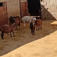 کار در دامداری