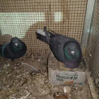 قلاق بی کاکل نر و ماده