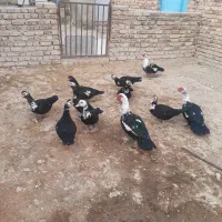 فروش غازواردک شمالی