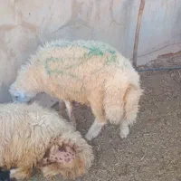 بره قوچ|حیوانات مزرعه|هندمینی, |دیوار