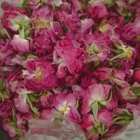 گل باز محمدی