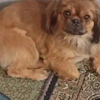 سگ قهوه ای ماده گم کردم اگر کسی دید مژدگانی بگیره