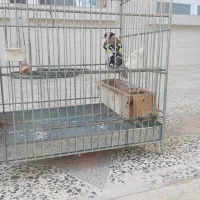 سهره سرسیاه|پرنده|سیدان, |دیوار