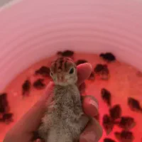 جوجه بوقلمون برنز